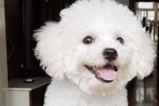 比熊犬吃多了症状