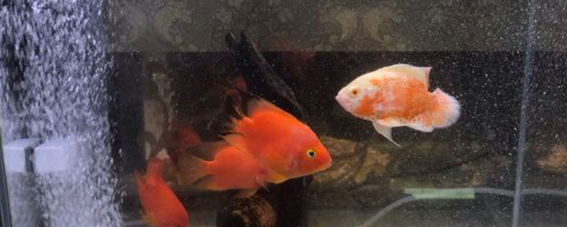 鹦鹉鱼眼睛白点怎么办