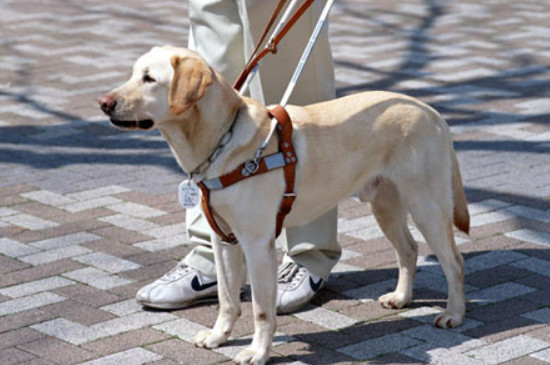 为什么导盲犬不能玩球