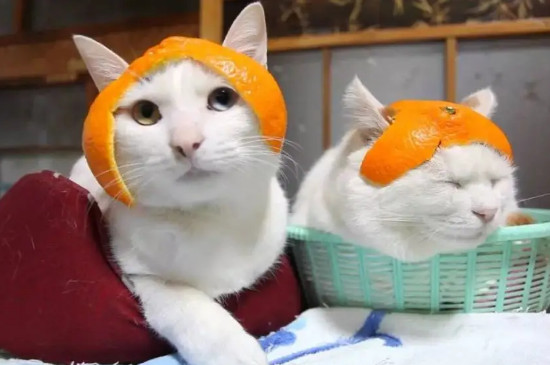 猫能吃的20种水果
