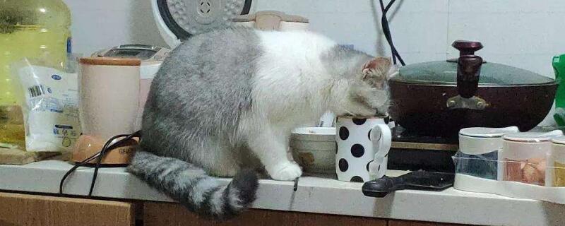 猫咪冻干怎么做