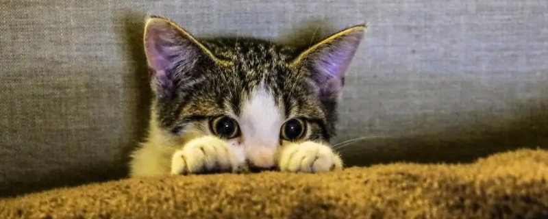 猫突然很粘人是什么情况