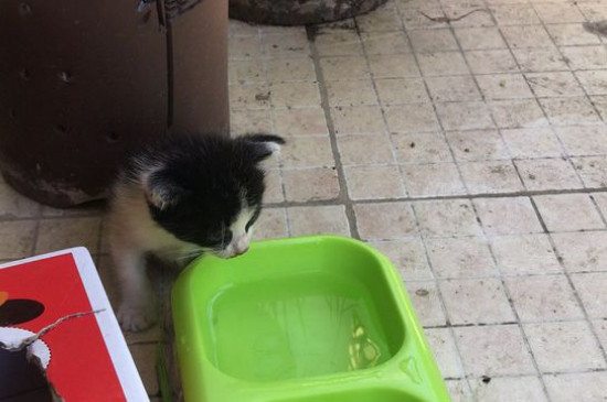 小猫多久断奶