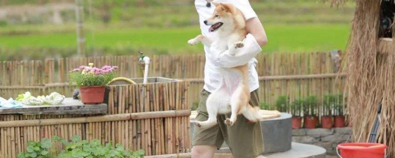 小H品种