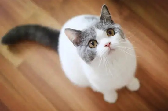 猫呕吐不吃饭能自愈吗