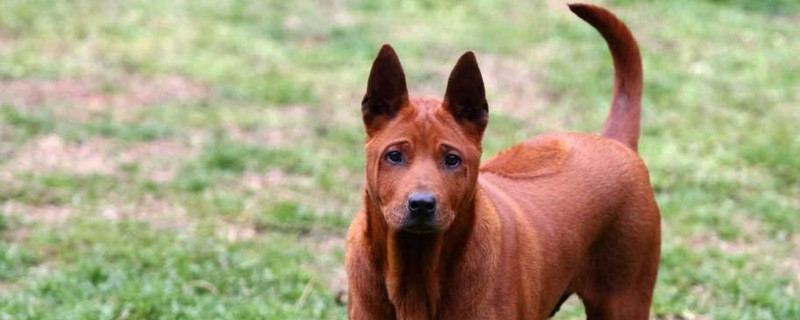 泰国脊背犬凶么
