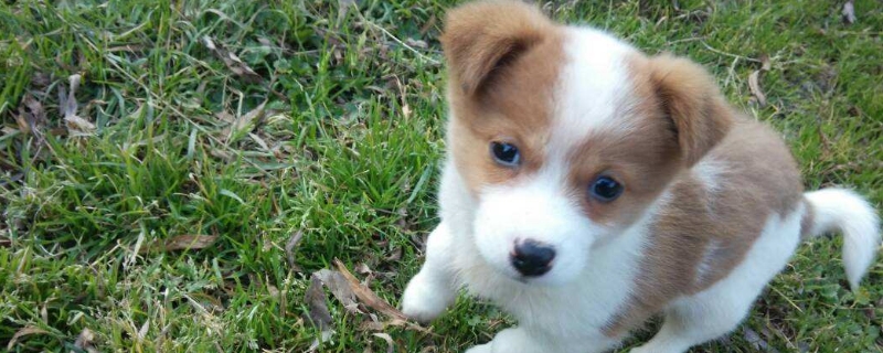 所有的狗都有狂犬病毒吗