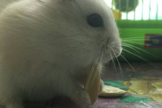 仓鼠吃五香瓜子会死吗