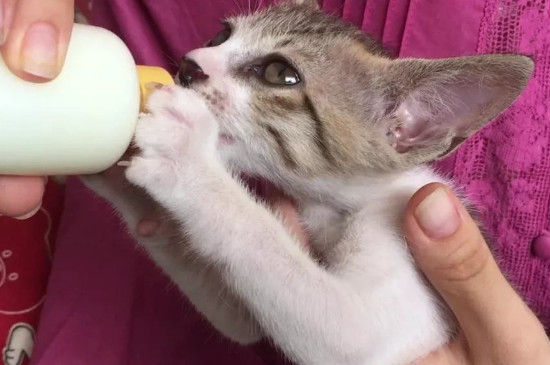 猫咪可以喝牛奶吗