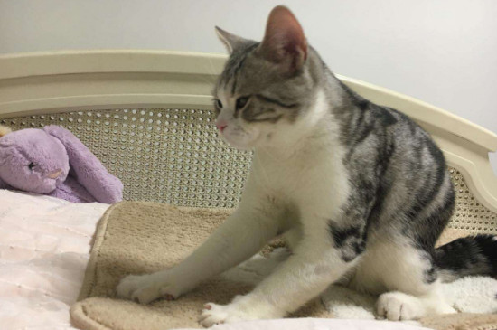 猫踩奶是什么意思