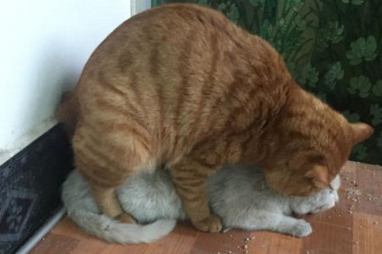 陌生猫怎么快速配种