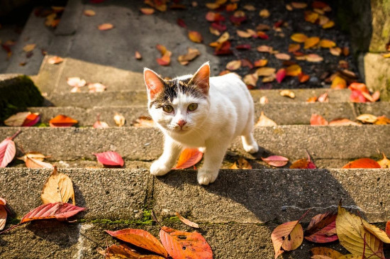 猫到底是招财还是来灾，猫来家里有什么预兆