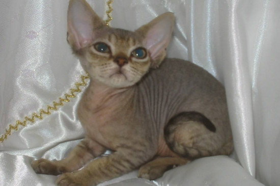 德文卷毛猫掉毛吗