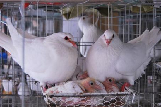 鸽子下蛋多久出小鸽子