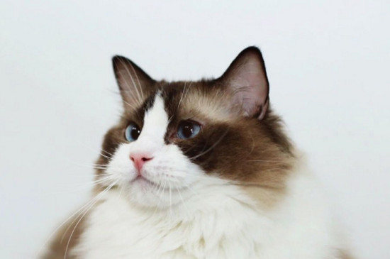 世界上最贵的布偶猫，价值87万的布偶猫不存在