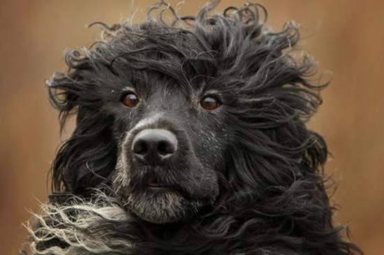 葡萄牙水犬能长多大