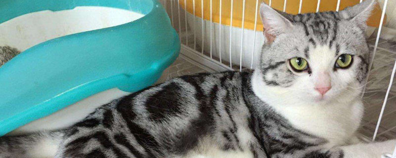 美国短毛猫的性格缺点