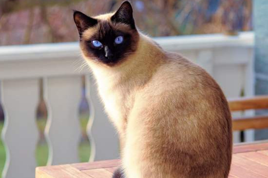 巴厘猫是布偶猫吗