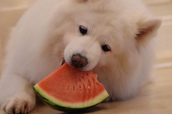 萨摩耶吃什么