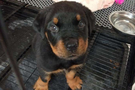 罗威纳犬的优点和缺点