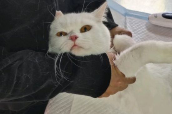 猫喜欢咬人怎么办