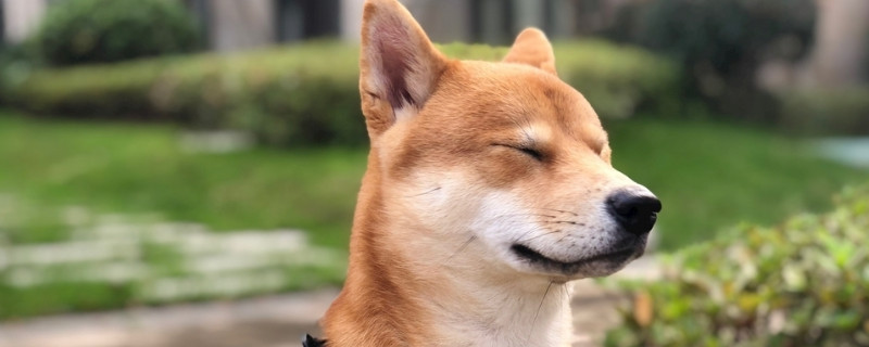 柴犬报复主人的表现