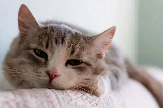 猫咪突然在床上尿的原因