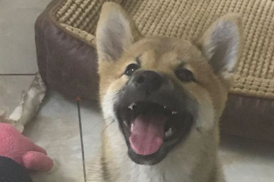 为什么有的柴犬下巴是黑的