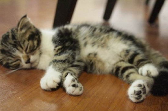 猫睡觉姿势和主人关系