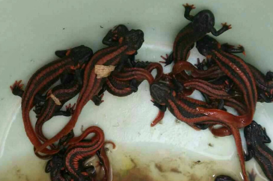 蝾螈有毒吗