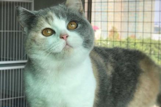 猫能喝牛奶吗