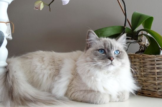 猫吃什么胖的最快