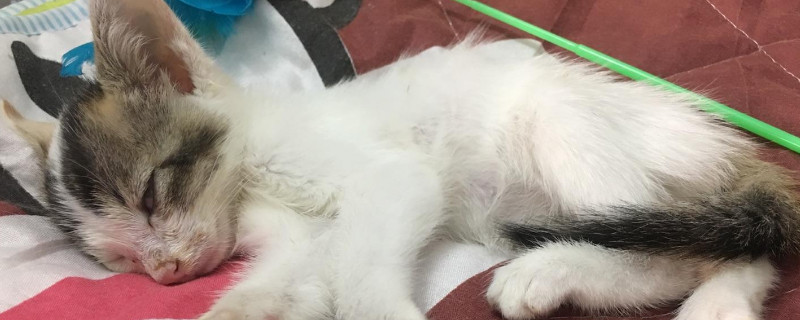 猫瘟会自愈吗