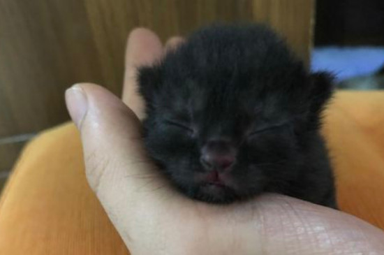 暹罗和蓝猫配出来是什么样