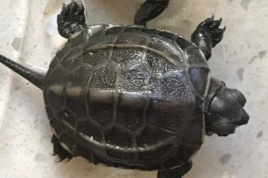 乌龟放生有什么讲究