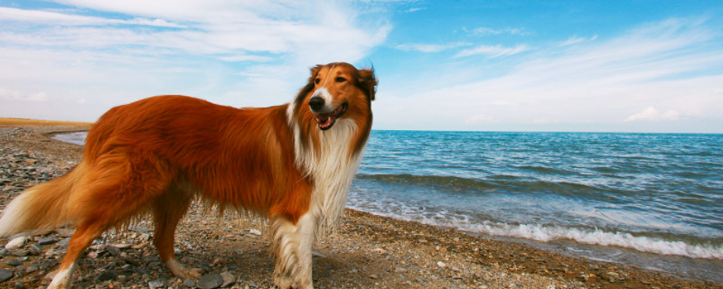 苏牧犬是禁养犬吗
