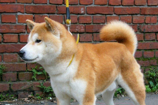 小柴犬怎么看纯不纯