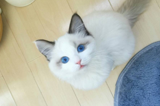 布偶猫为什么不能养