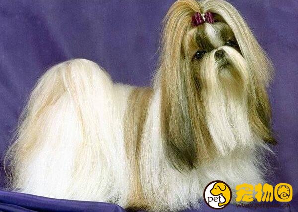 西施犬这种狗聪明吗，怎样给西施狗梳理剪毛