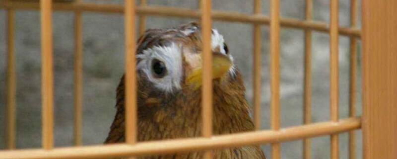 画眉鸟饲养禁忌