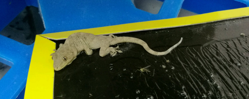 壁虎吃什么水果