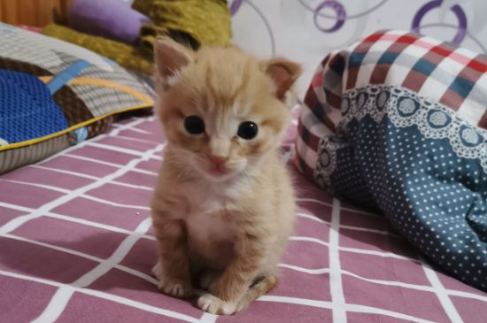 猫眼球上有透明丝状物