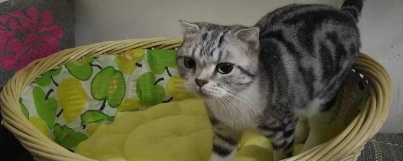 猫咪吃什么东西发腮