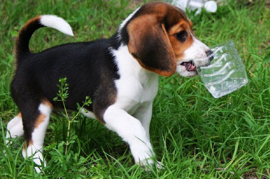 比格猎犬怎么饲养