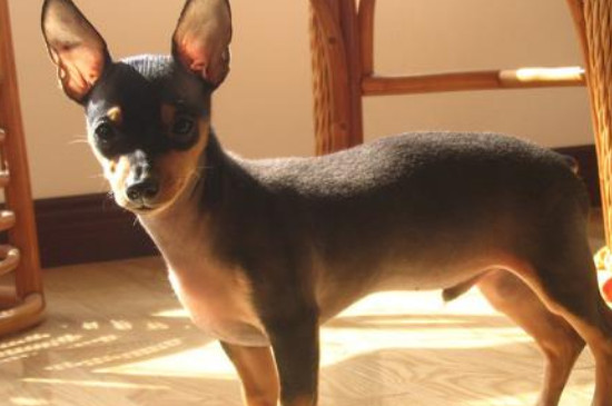 迷你杜宾犬和小鹿犬的区别