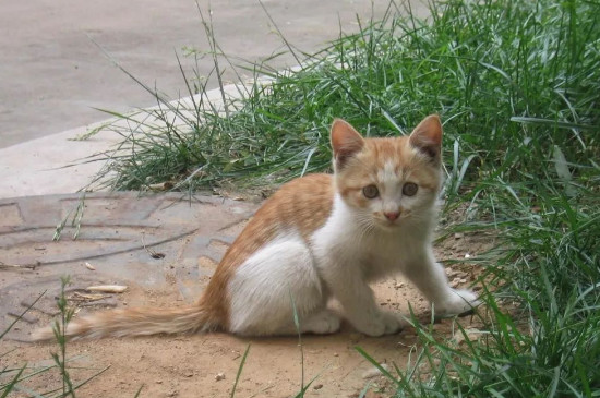 猫疝气的表现