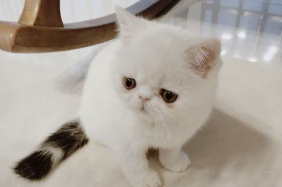 猫生孩子应该怎么处理