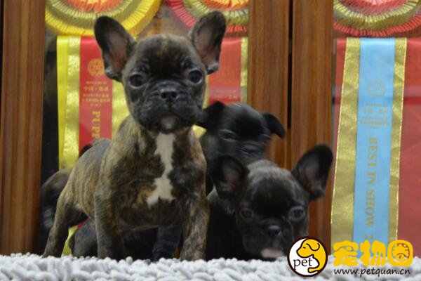 盘点五类斗牛犬，中国斗牛犬也曾红极一时(如今濒危)