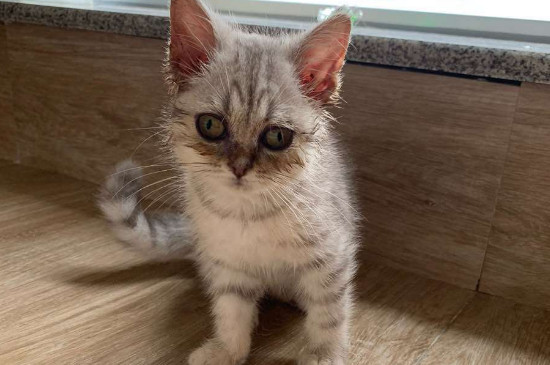 猫白血病能治愈吗