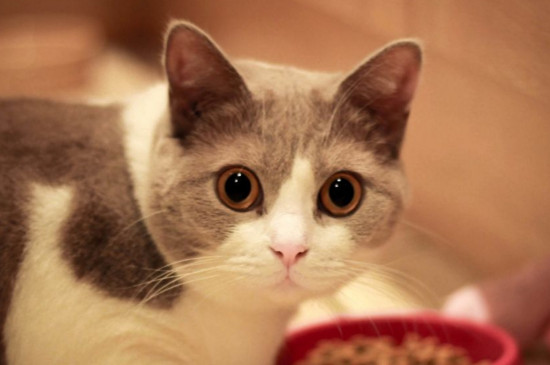猫干呕一抽一抽的